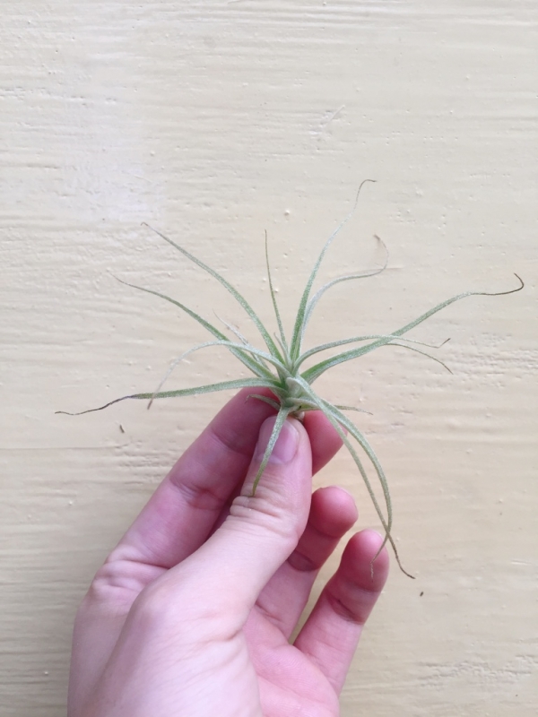 小-彗星BUSH／Tillandsia straminea Bush 空氣鳳梨，鳳梨花，淨化空氣，綠化，園藝，Tillandsia