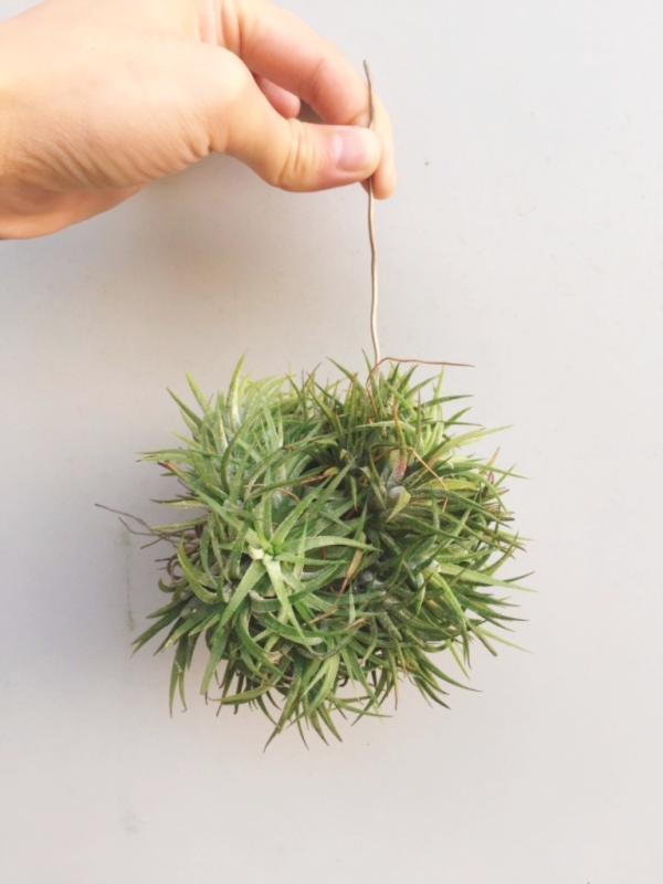 綠色型小精靈／Tillandsia ionantha 'Green' 空氣鳳梨,鳳梨花,淨化空氣,綠化,園藝,Tillandsia