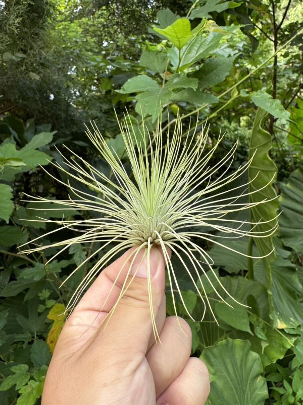 大-紅寶石／Tillandsia andreana 空氣鳳梨,鳳梨花,淨化空氣,綠化,園藝,Tillandsia