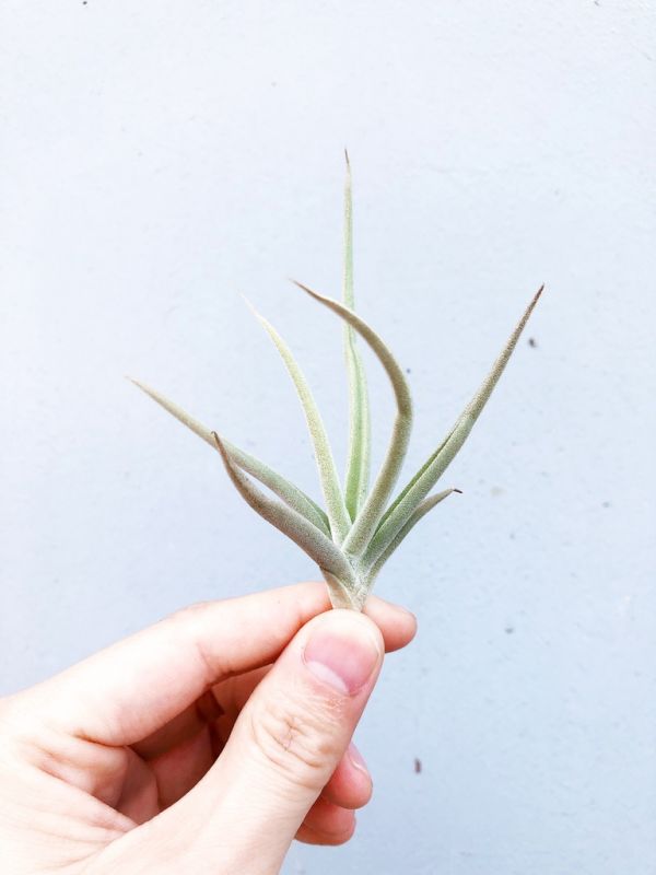 小肥腸／Tillandsia aff. streptocarpa 空氣鳳梨,鳳梨花,淨化空氣,綠化,園藝,Tillandsia