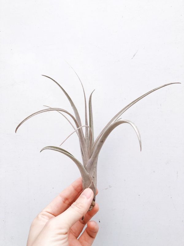 晨曦／Tillandsia micans 空氣鳳梨，鳳梨花，淨化空氣，綠化，園藝，Tillandsia