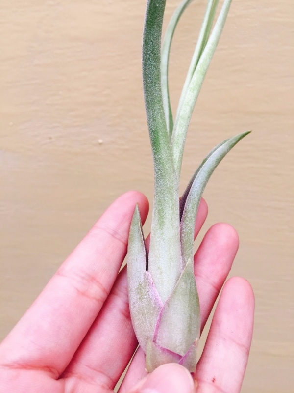 大天堂x電捲／Tillandsia pseudobaileyi x streptophylla 空氣鳳梨，鳳梨花，淨化空氣，綠化，園藝，Tillandsia