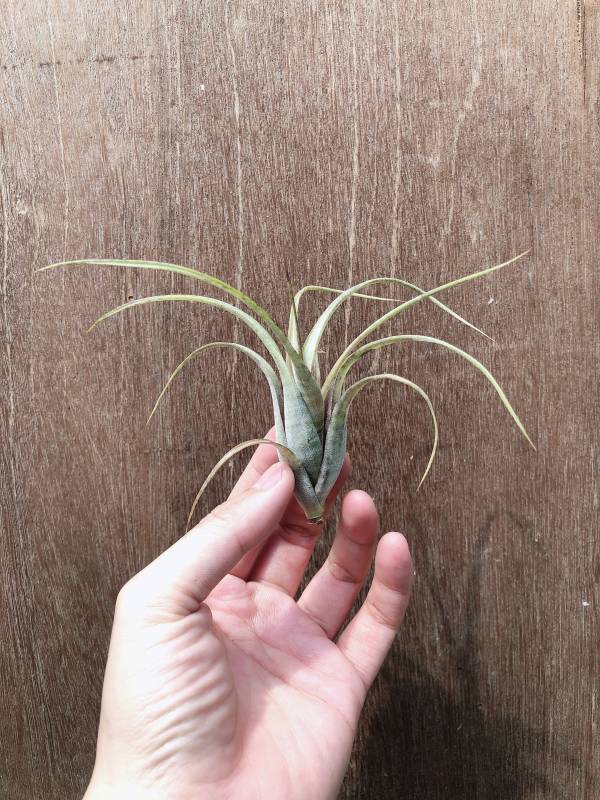 實生-麻花捲旋風木柄鳳／Tillandsia flexuosa 空氣鳳梨,鳳梨花,淨化空氣,綠化,園藝,Tillandsia