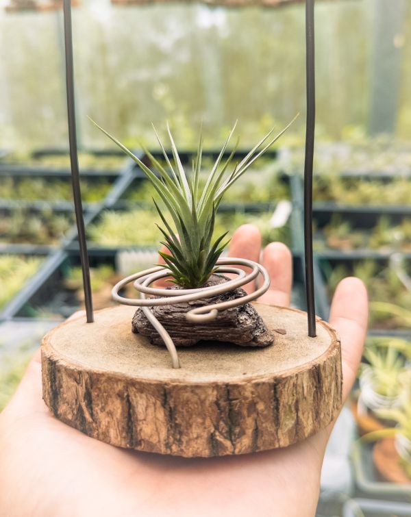 勞倫茲交海膽實生苗／Tillandsia lorentziana x fuchsii v. fuchsii 空氣鳳梨,鳳梨花,淨化空氣,綠化,園藝,Tillandsia