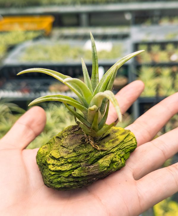 實生苗／Tillandsia 'Curly Slim' x santosiae 空氣鳳梨,鳳梨花,淨化空氣,綠化,園藝,Tillandsia