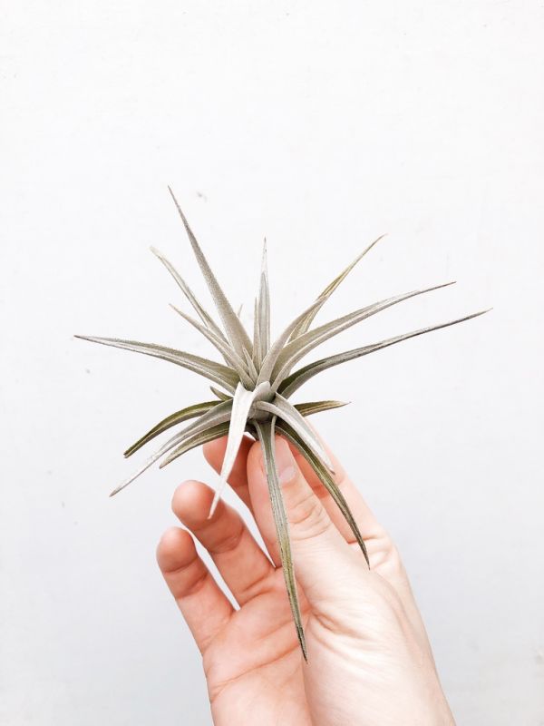 侏儒型黃水晶／Tillandsia ixioides ‘Dwarf' 空氣鳳梨,鳳梨花,淨化空氣,綠化,園藝,Tillandsia