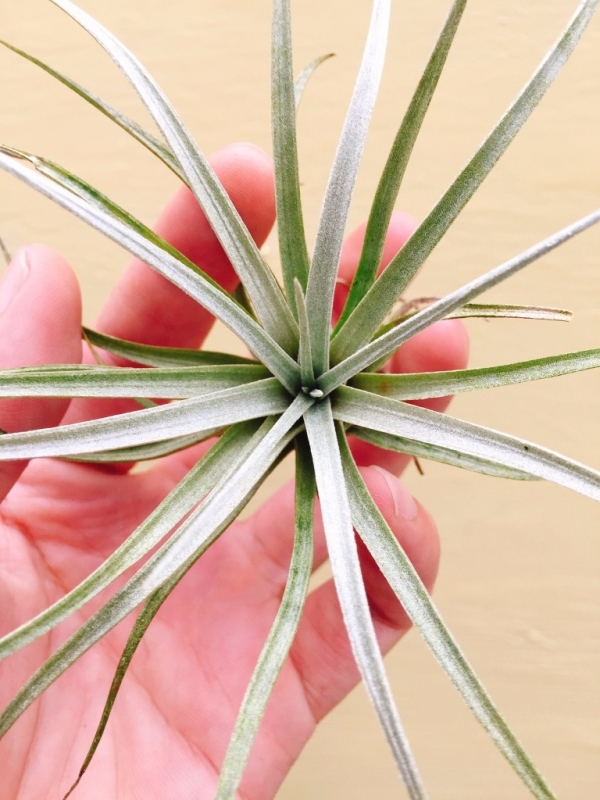 米瑪／Tillandsia mima v. Chilitensis 空氣鳳梨，鳳梨花，淨化空氣，綠化，園藝，Tillandsia