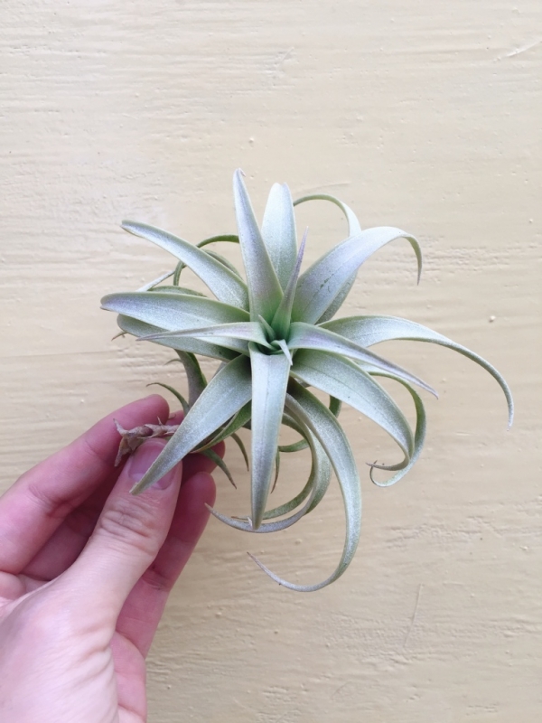 羅西歐／Tillandsia roseoscapa 空氣鳳梨,鳳梨花,淨化空氣,綠化,園藝,Tillandsia