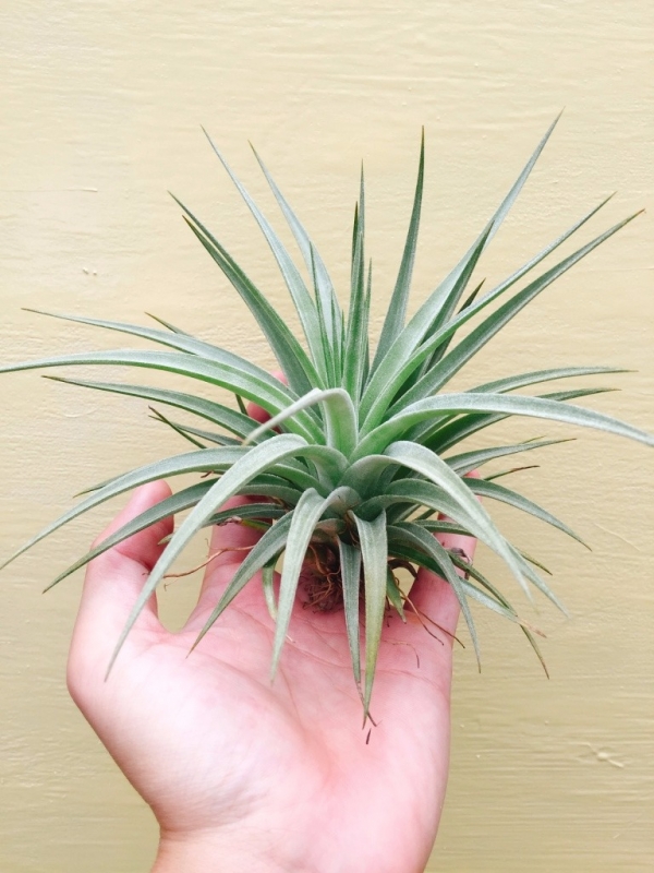 巨大型白翼／Tillandsia didisticha 'Giant' 空氣鳳梨,鳳梨花,淨化空氣,綠化,園藝,Tillandsia