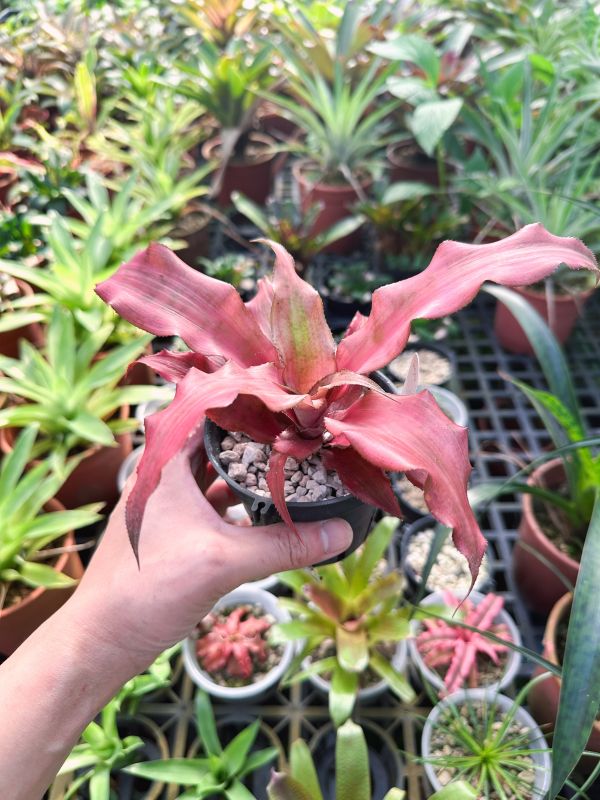 草莓突擊隊 / Cryptanthus Strawberry Flamesna 積水鳳梨,鳳梨花