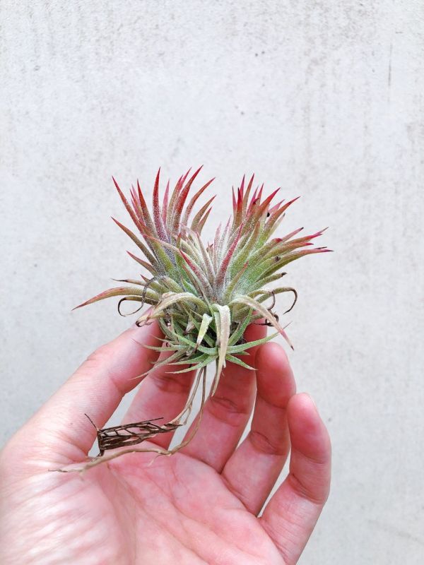 成叢-綠色型小精靈／Tillandsia ionantha Green 空氣鳳梨,鳳梨花,淨化空氣,綠化,園藝,Tillandsia