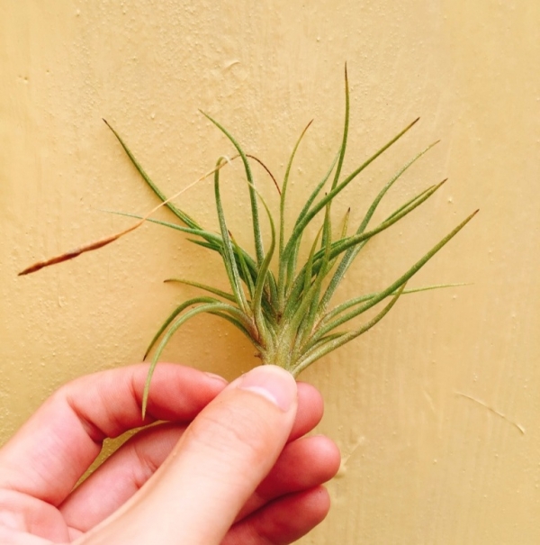 扁擔西施／Tillandsia bandensis 空氣鳳梨,鳳梨花,淨化空氣,綠化,園藝,Tillandsia