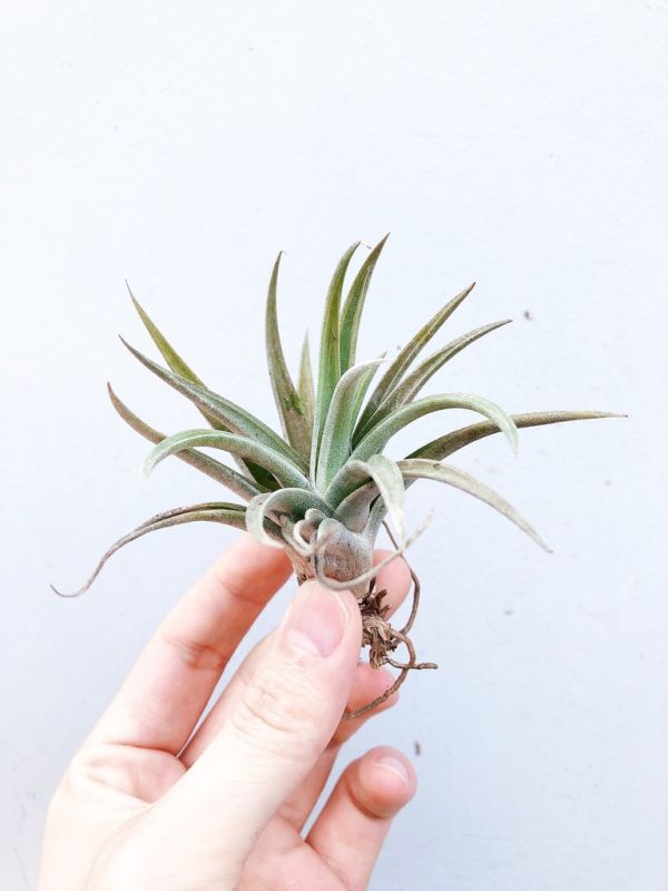 稀有品種／Tillandsia santosiae 空氣鳳梨，鳳梨花，淨化空氣，綠化，園藝，Tillandsia