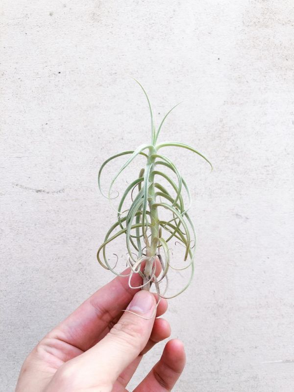 小-粗糠交雞毛撢子／Tillandsia paleacea x tectorum 空氣鳳梨，鳳梨花，淨化空氣，綠化，園藝，Tillandsia