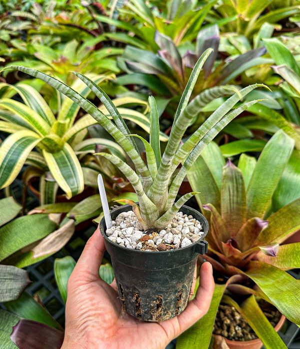 銀刺鼠／Aechmea 'Echidna' 積水鳳梨,鳳梨花