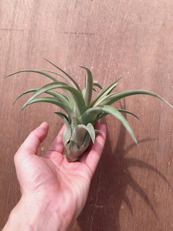 艾瑞克／Tillandsia Eric Knobloch 空氣鳳梨,鳳梨花,淨化空氣,綠化,園藝,Tillandsia