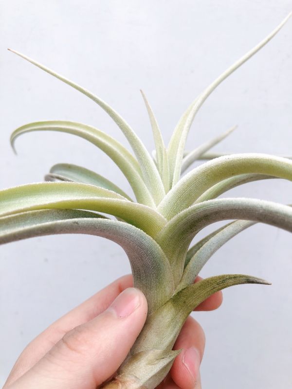 樂透／Tillandsia lotteae 空氣鳳梨，鳳梨花，淨化空氣，綠化，園藝，Tillandsia