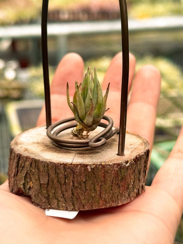 白蓮花／Stigmatodon croceanus 空氣鳳梨,鳳梨花,淨化空氣,綠化,園藝,Tillandsia