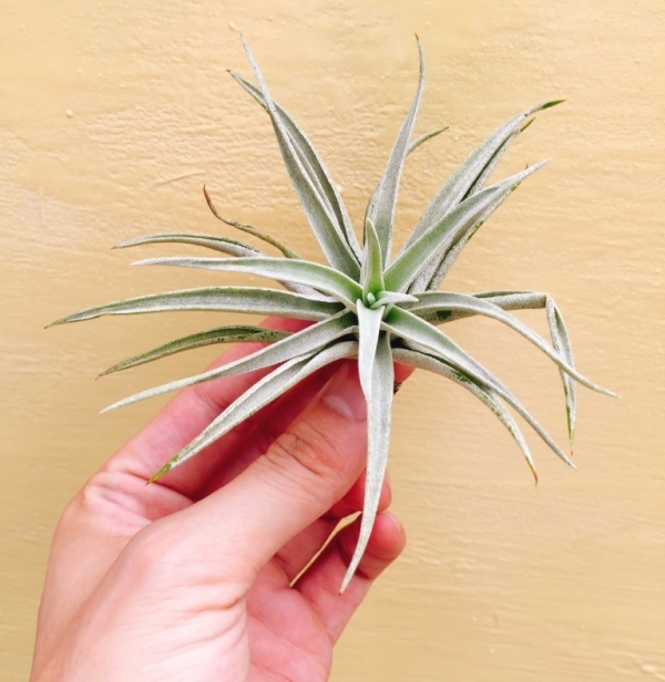 小-哈里斯／Tillandsia harrisii 空氣鳳梨,鳳梨花,淨化空氣,綠化,園藝,Tillandsia
