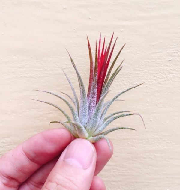 福果小精靈／Tillandsia ionantha var. fuego 空氣鳳梨,鳳梨花,淨化空氣,綠化,園藝,Tillandsia