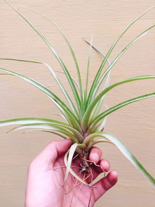 塞肯達／Tillandsia secunda 空氣鳳梨，鳳梨花，淨化空氣，綠化，園藝，Tillandsia