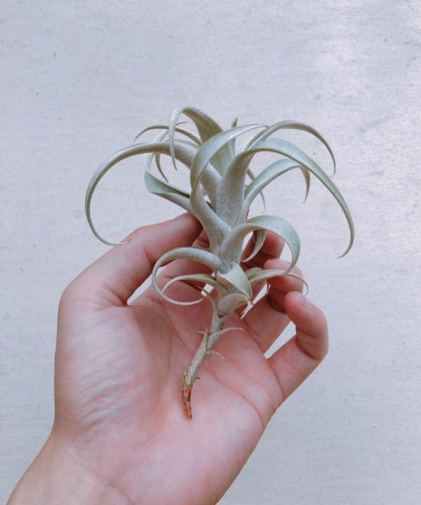 羅西歐／Tillandsia roseoscapa 空氣鳳梨,鳳梨花,淨化空氣,綠化,園藝,Tillandsia