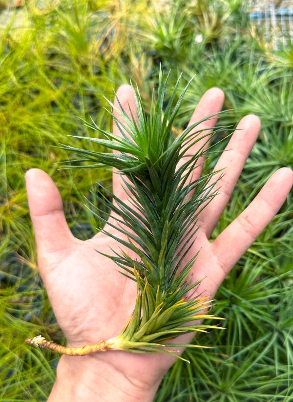 阿珠伊交紫水晶／Tillandsia araujei x tenuifolia 空氣鳳梨,鳳梨花,淨化空氣,綠化,園藝,Tillandsia