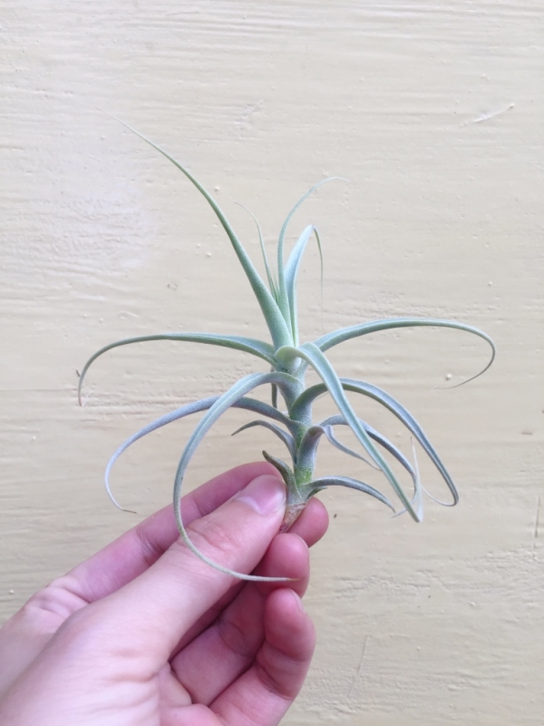 迷你香蘭未知交種／Tillandsia streptocarpa Mini X 空氣鳳梨，鳳梨花，淨化空氣，綠化，園藝，Tillandsia