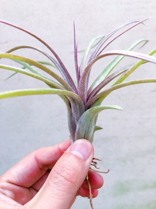 噴泉x電捲／Tillandsia exserta x streptophylla 空氣鳳梨，鳳梨花，淨化空氣，綠化，園藝，Tillandsia
