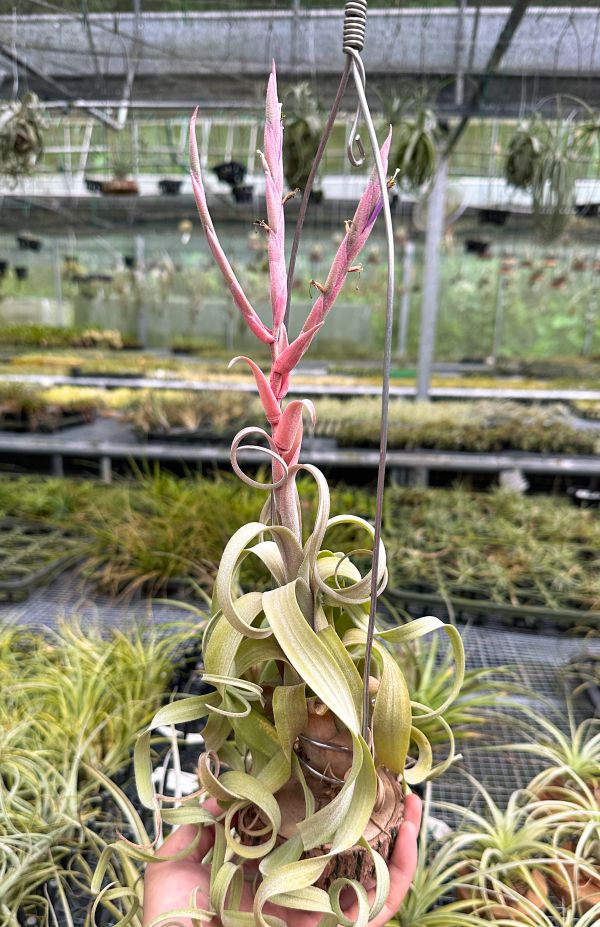 花中花x電捲／Tillandsia intermedia x streptophylla 空氣鳳梨,鳳梨花,淨化空氣,綠化,園藝,Tillandsia