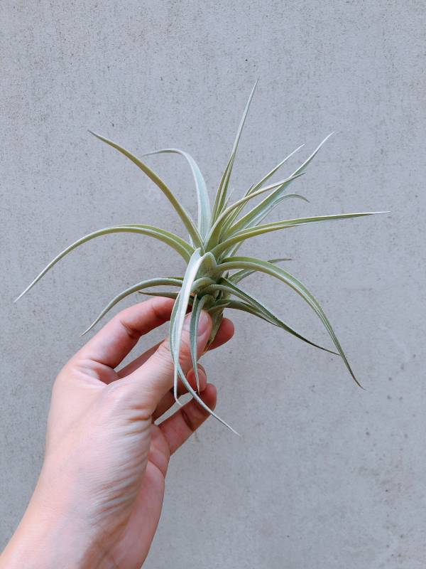 藍裙黃水晶／Tillandsia ixioides 'Blue Albino' 空氣鳳梨，鳳梨花，淨化空氣，綠化，園藝，Tillandsia