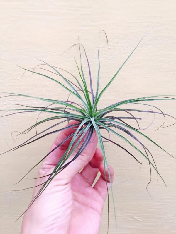 紅葉多國花/Tillandsia stricta 'Red' 空氣鳳梨,鳳梨花,淨化空氣,綠化,園藝,Tillandsia