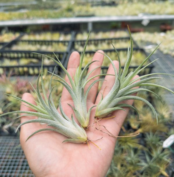 維多利亞／Tillandsia 'Victoria' (ionatha x brachycaulos) 空氣鳳梨,鳳梨花,淨化空氣,綠化,園藝,Tillandsia