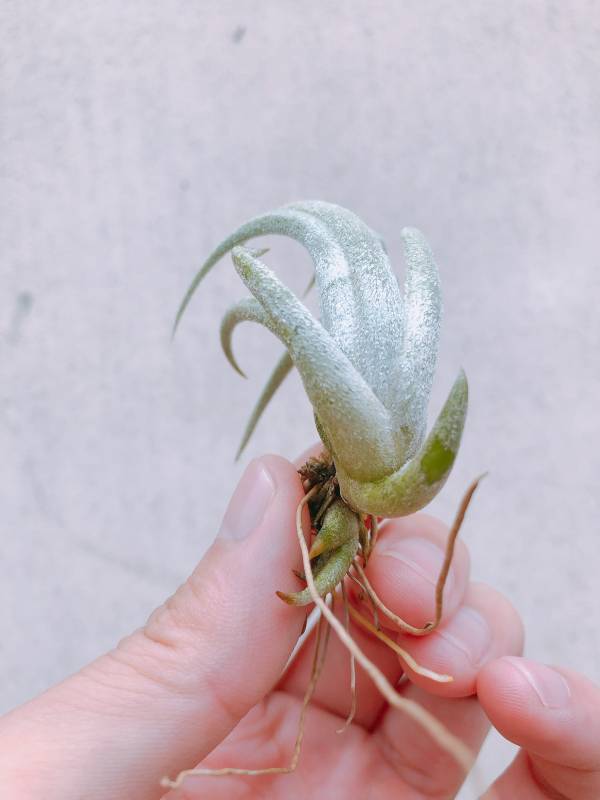 子彈／Tillandsia mitlaensis 空氣鳳梨，鳳梨花，淨化空氣，綠化，園藝，Tillandsia