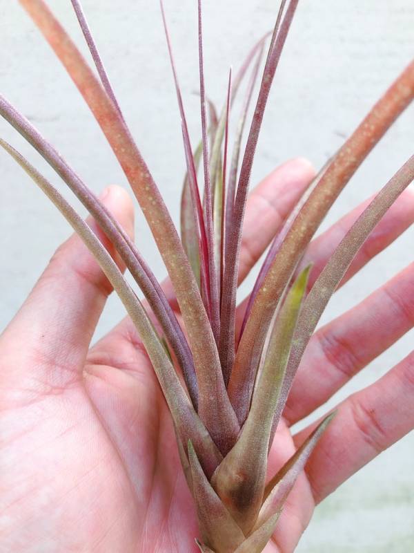 紅珊瑚／Tillandsia chlorophylla 空氣鳳梨，鳳梨花，淨化空氣，綠化，園藝，Tillandsia