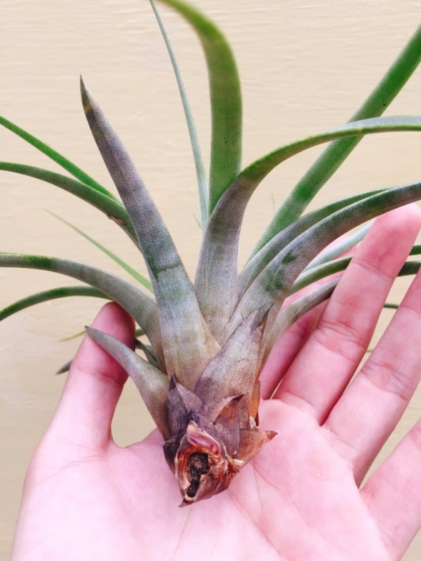 費西／Tillandsia fasciculata Tricolor 空氣鳳梨，鳳梨花，淨化空氣，綠化，園藝，Tillandsia