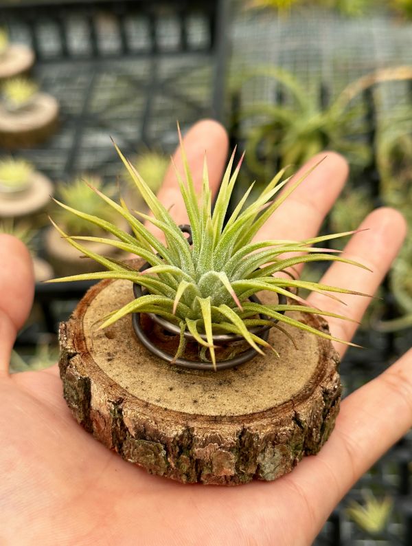 阿伯小精靈(外出藝)／Tillandsia ionantha Albo-Marginata 空氣鳳梨,鳳梨花,淨化空氣,綠化,園藝,Tillandsia