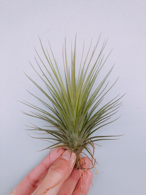 ／Tillandsia (andreana x funckiana) x ionantha 'Maxima'  空氣鳳梨，鳳梨花，淨化空氣，綠化，園藝，Tillandsia