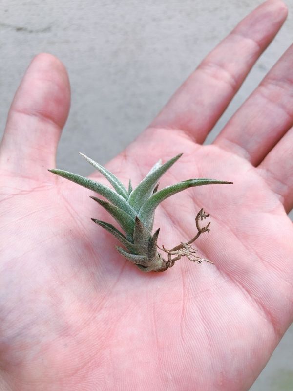 小- 赤兔／Tillandsia edithae 空氣鳳梨，鳳梨花，淨化空氣，綠化，園藝，Tillandsia