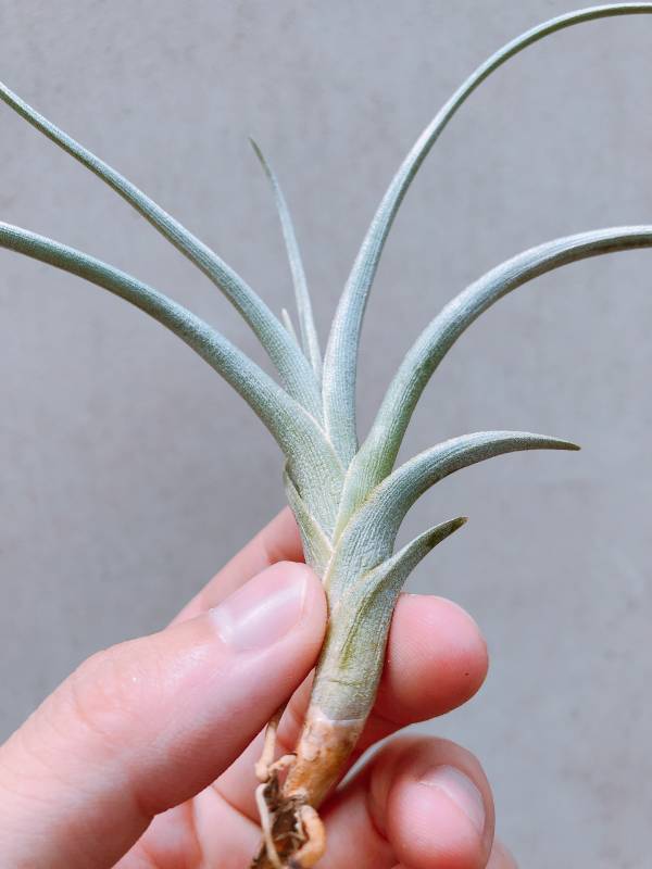 神秘彩虹／Tillandsia Mystic Rainbow 空氣鳳梨，鳳梨花，淨化空氣，綠化，園藝，Tillandsia