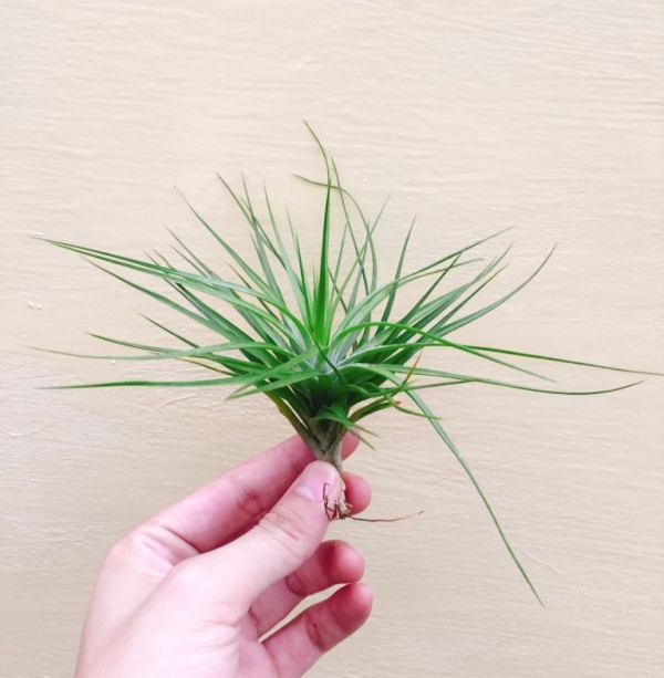 白花紫水晶／Tillandsia tenuifolia 'Emerald Forest' 空氣鳳梨，鳳梨花，淨化空氣，綠化，園藝，Tillandsia