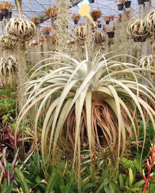 小-托姆／Tillandsia tomasellii 空氣鳳梨，鳳梨花，淨化空氣，綠化，園藝，Tillandsia