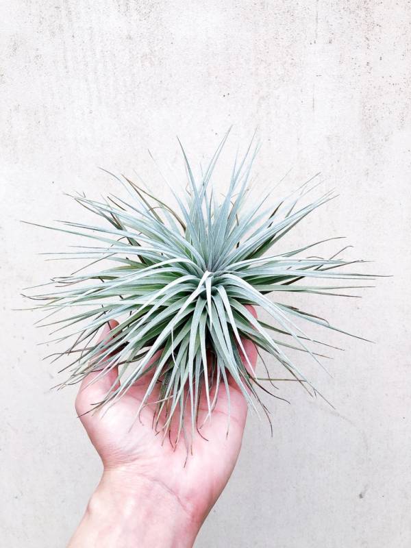 大-休士頓／Tillandsia Houston 空氣鳳梨，鳳梨花，淨化空氣，綠化，園藝，Tillandsia