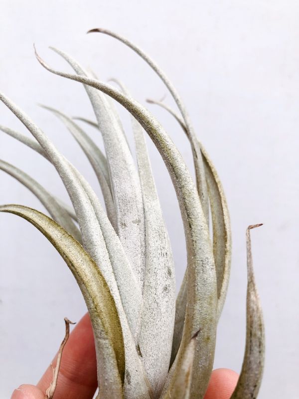 卡文斯基／Tillandsia karwinskyana 空氣鳳梨，鳳梨花，淨化空氣，綠化，園藝，Tillandsia
