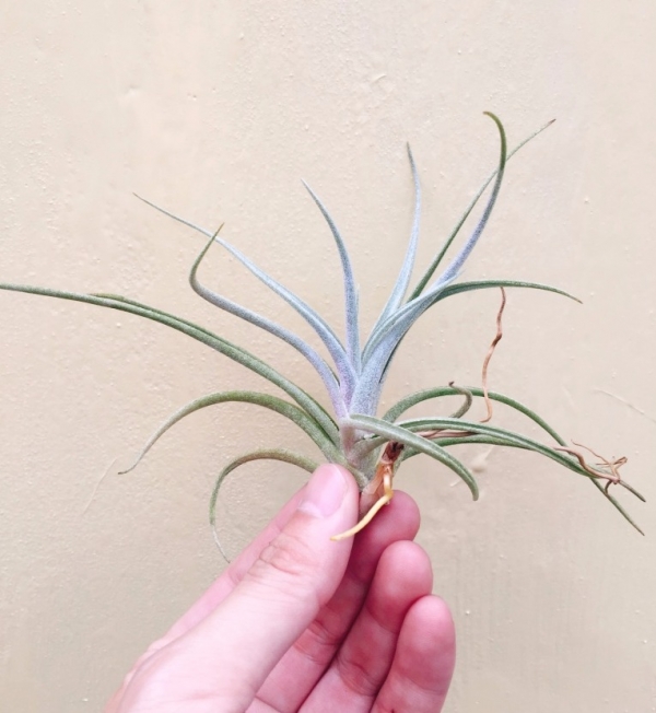 亞伯緹娜x紫羅蘭／Tillandsia albertiana x aeranthos 空氣鳳梨，鳳梨花，淨化空氣，綠化，園藝，Tillandsia