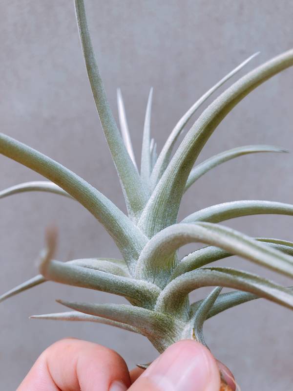 藍裙黃水晶／Tillandsia ixioides 'Blue Albino' 空氣鳳梨，鳳梨花，淨化空氣，綠化，園藝，Tillandsia