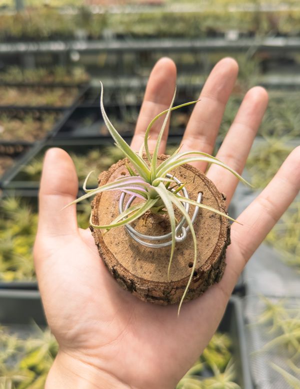 勞倫茲交墨電實生苗／Tillandsia lorentziana x streptophylla 'Mexico' 空氣鳳梨,鳳梨花,淨化空氣,綠化,園藝,Tillandsia