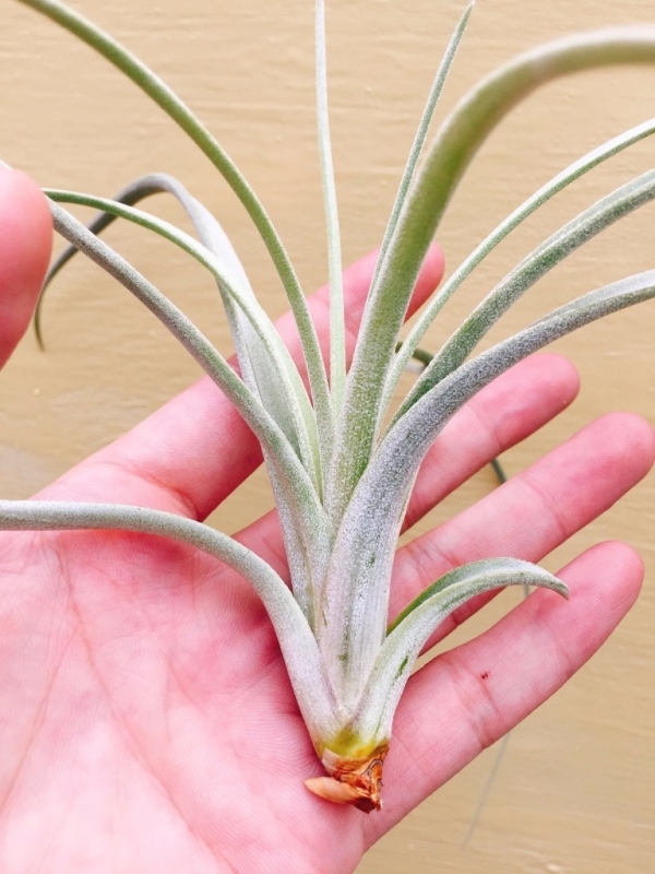 噴泉／Tillandsia exserta 空氣鳳梨，鳳梨花，淨化空氣，綠化，園藝，Tillandsia