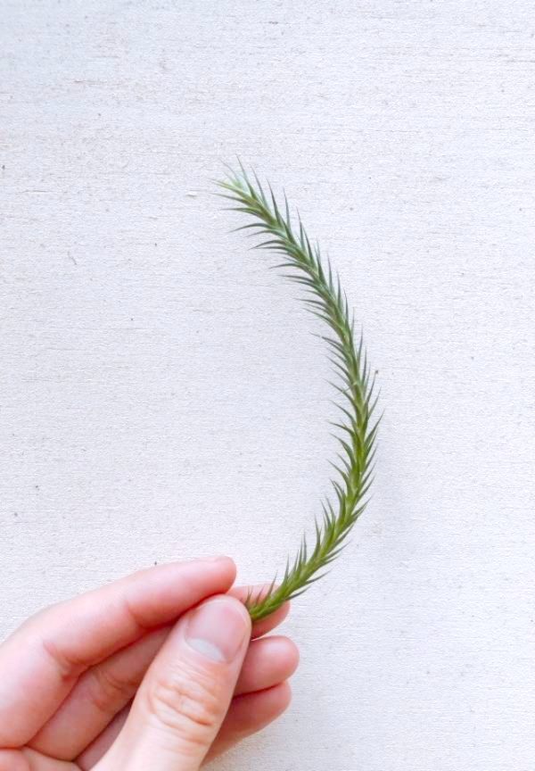 開葉型草皮鳳／Tillandsia tricholepis "Open form" 空氣鳳梨，鳳梨花，淨化空氣，綠化，園藝，Tillandsia