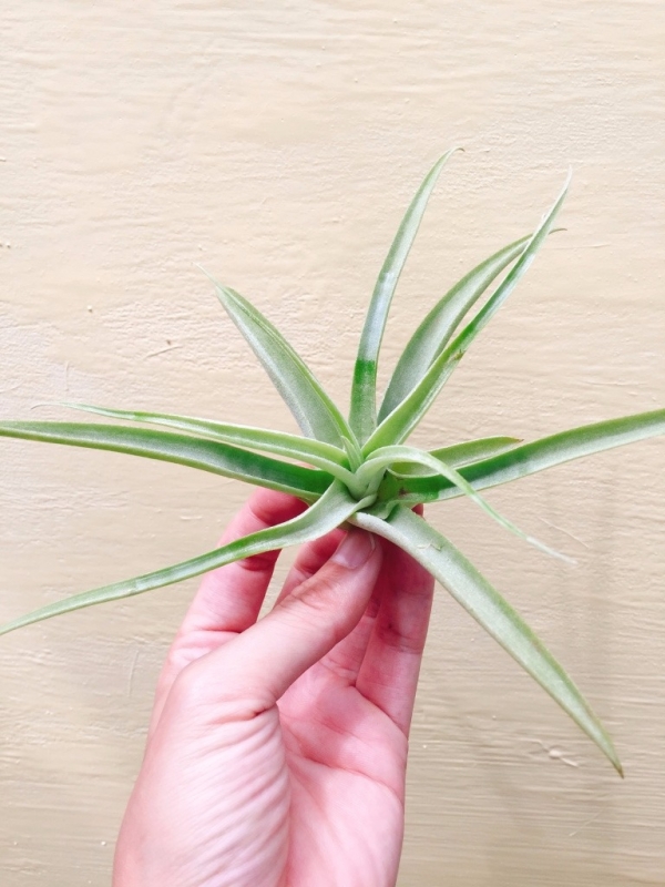 開葉型卡地可樂／Tillandsia cacticola 'Open' 空氣鳳梨，鳳梨花，淨化空氣，綠化，園藝，Tillandsia